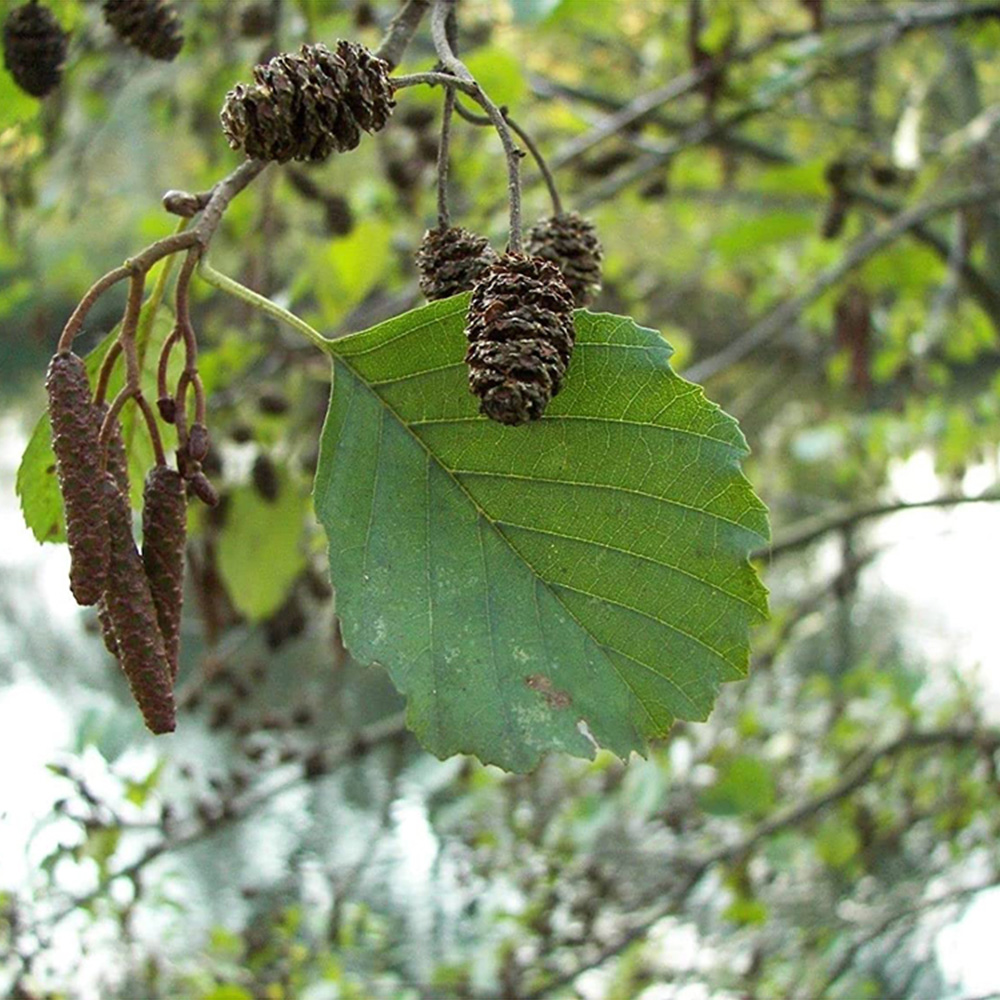 Inspirational Gifting Alder Bare Root Hedge Plant Sapling 2-3ft 10 Pack ...