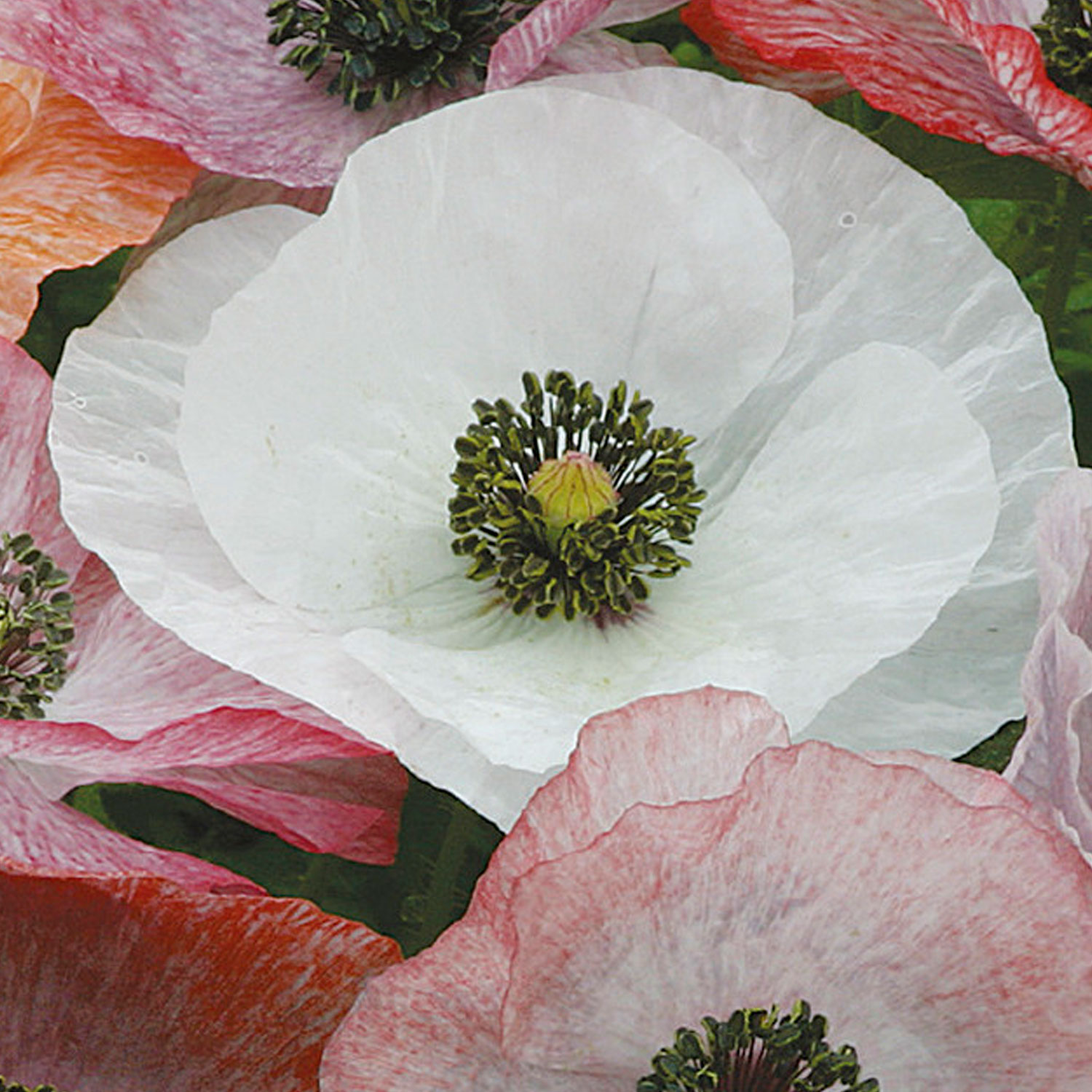 Johnsons Poppy Mother Of Pearl Flower Seeds Price Comparisons | Compare The Build