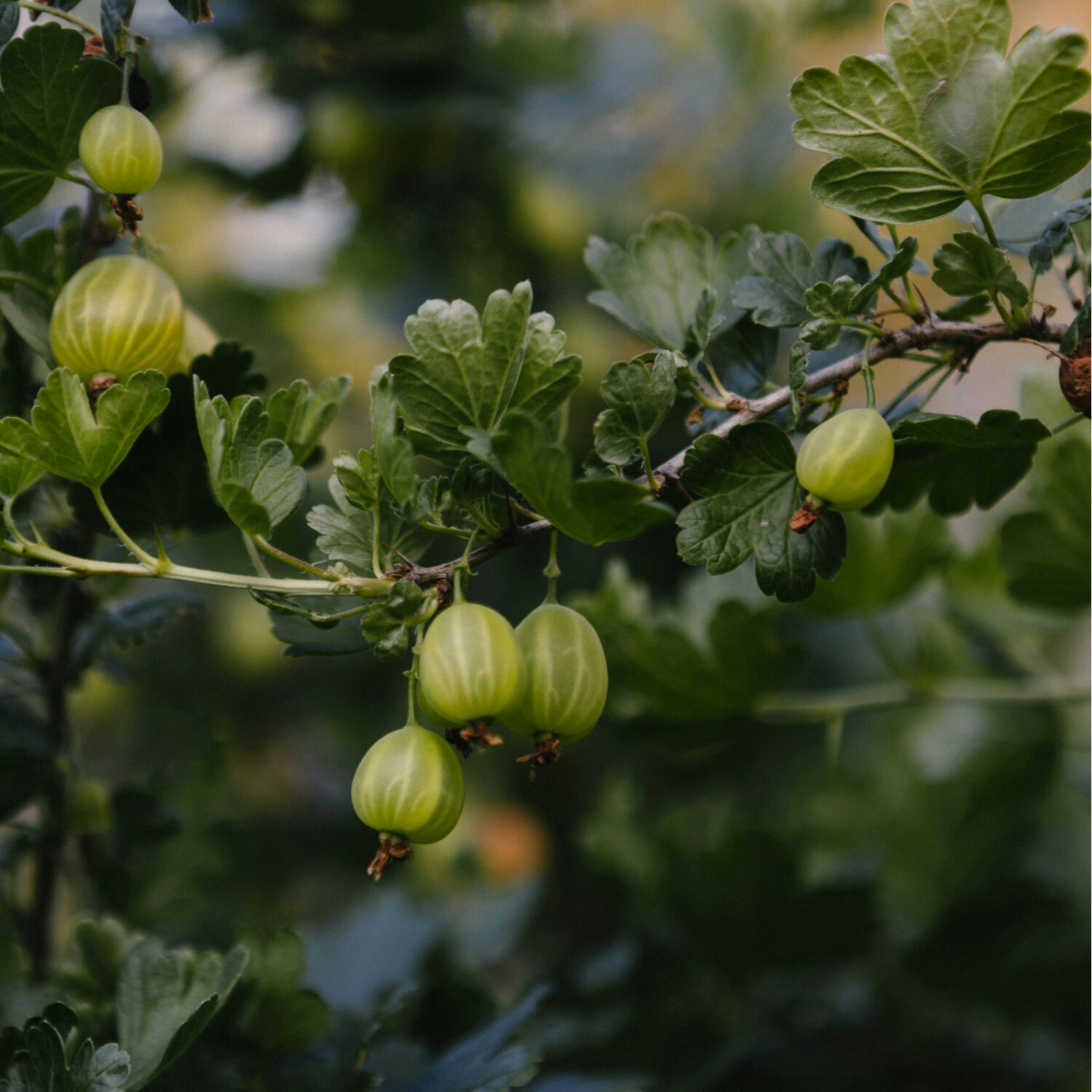 Gooseberry Fruiting Plant Green | Homebase