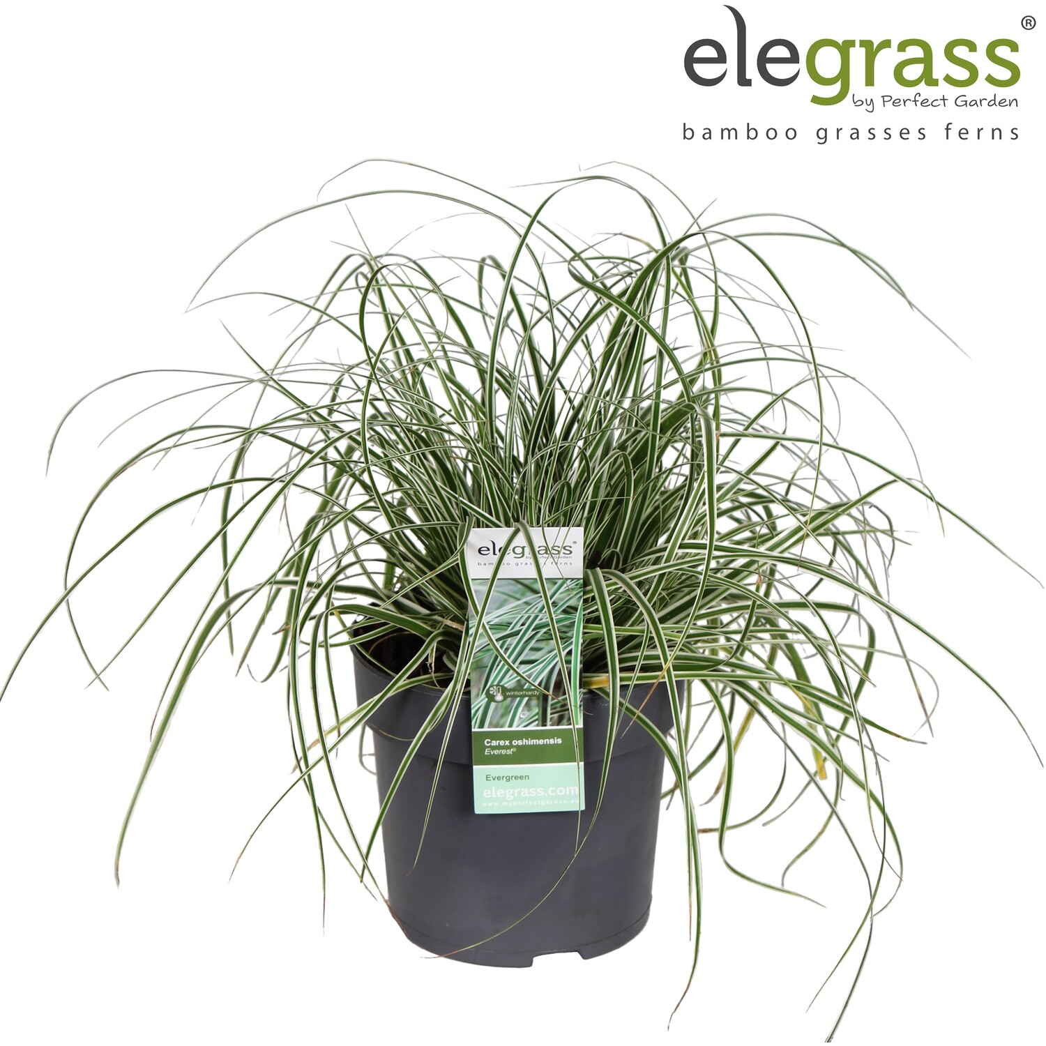Carex - Everest Price Comparisons | Compare The Build