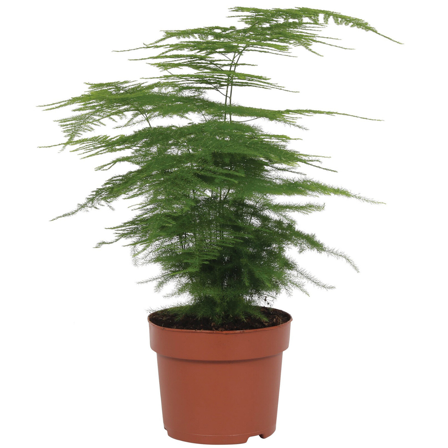 Asparagus Plumosus - Green Price Comparisons | Compare The Build