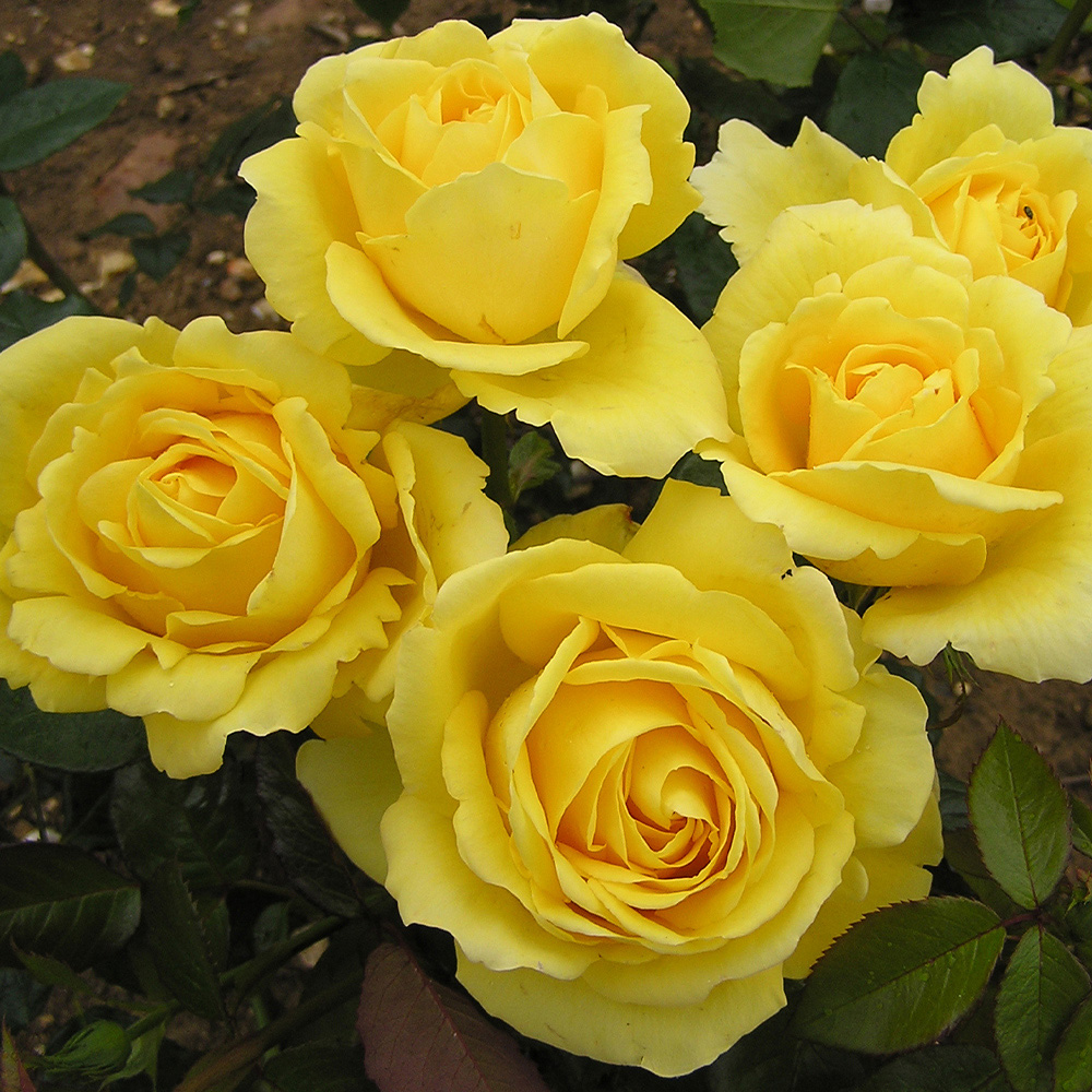 Rose Golden 50th Wedding Anniver. 4L pot NGW | Homebase